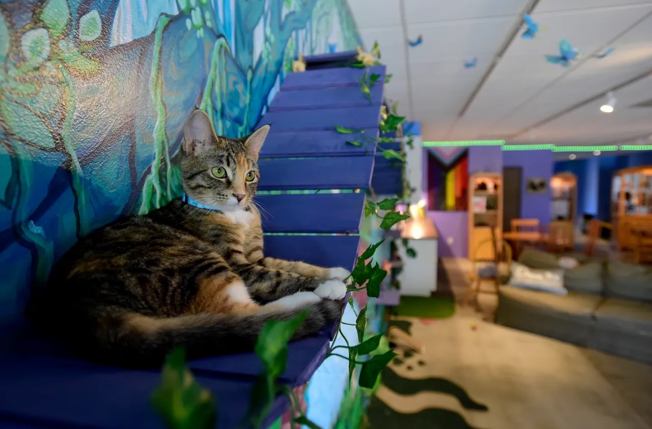 Client Spotlight Purrfect Pause Cat Cafe Boulder - Thumbnail